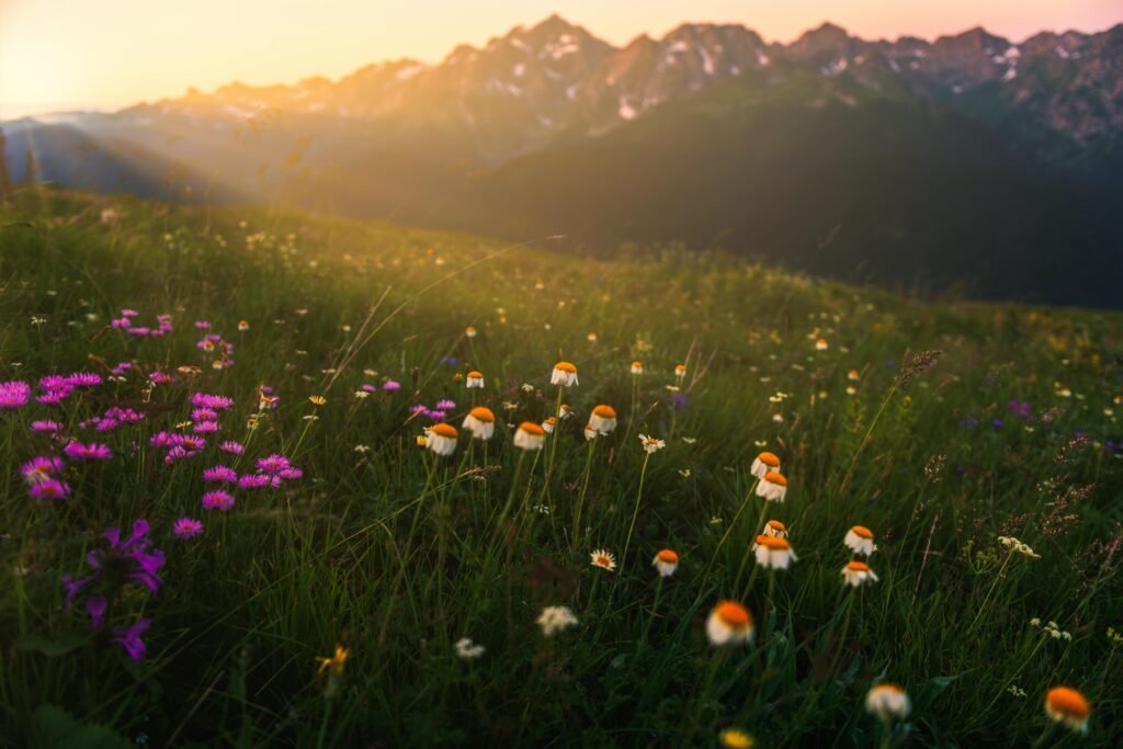 Breathtaking view of wildflowers under sunlight in Sochi's Caucasus mountains.